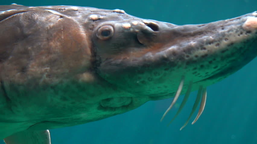 Cinematic Underwater Shot of Atlantic sturgeon (Scientific name: Acipenser oxyrinchus - Phylum: Chordata - Class: Osteichthyes (bony fish) - Order: Acipenseriformes - Family: Acipenseridae)