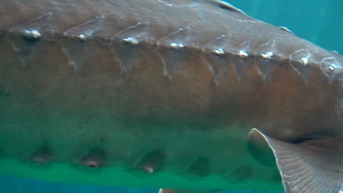 Cinematic Underwater Shot of Atlantic sturgeon (Scientific name: Acipenser oxyrinchus - Phylum: Chordata - Class: Osteichthyes (bony fish) - Order: Acipenseriformes - Family: Acipenseridae)