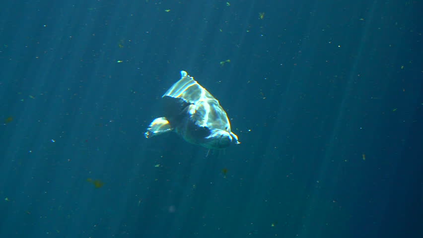 Cinematic Underwater Shot of Atlantic sturgeon (Scientific name: Acipenser oxyrinchus - Phylum: Chordata - Class: Osteichthyes (bony fish) - Order: Acipenseriformes - Family: Acipenseridae)