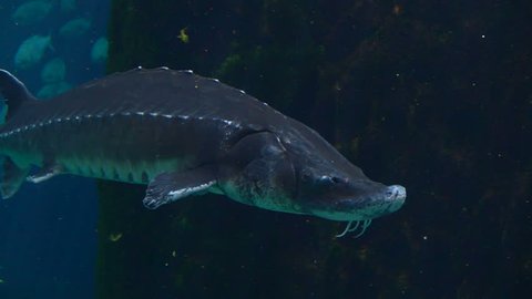 Cinematic Underwater Shot of Atlantic sturgeon (Scientific name: Acipenser oxyrinchus - Phylum: Chordata - Class: Osteichthyes (bony fish) - Order: Acipenseriformes - Family: Acipenseridae)