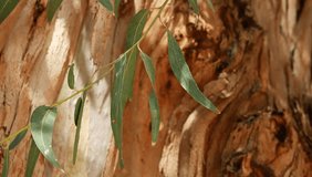 Eucalyptus leaves over blured tree background 