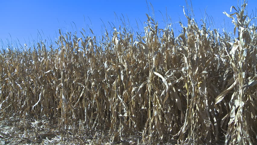 Corn plants grow under a hot sun