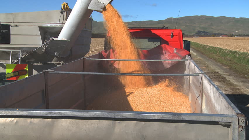 Newly harvested corn is loaded into a truck for transportation to the drying