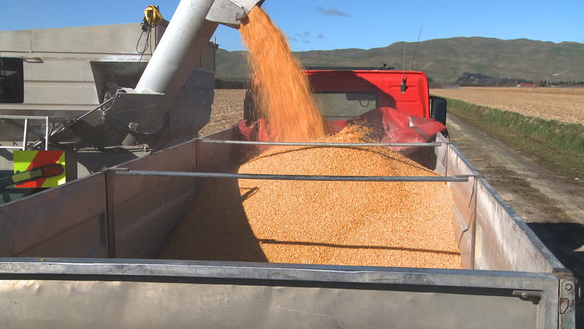Newly harvested corn is loaded into a truck for transportation to the drying