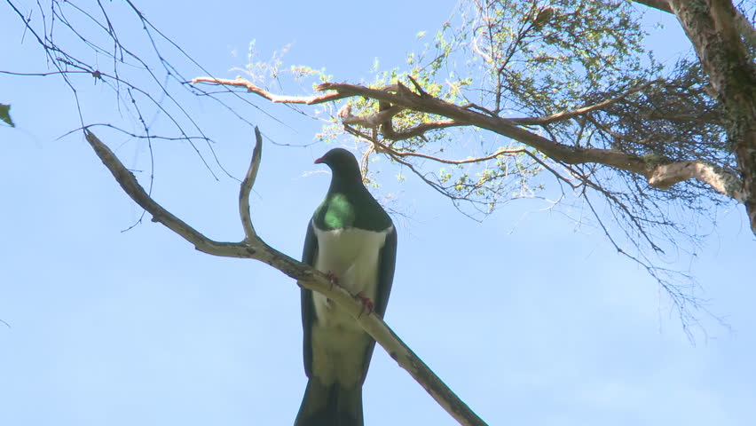 New Zealand wood pigeon or kerer?