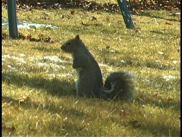Squirrel Stands and Runs in Grass