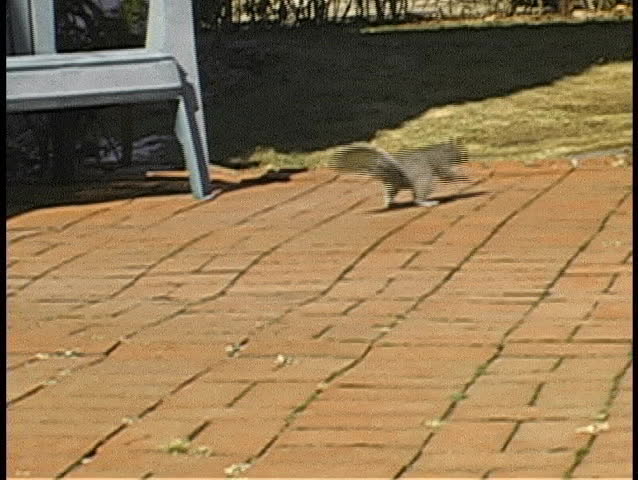 Squirrel Stands on Fence