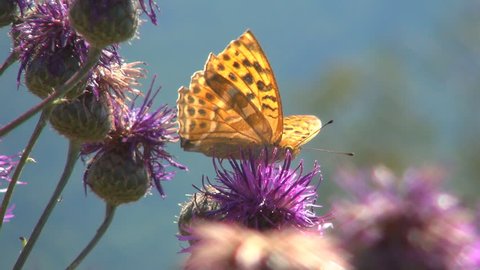 Butterfly and Bees Gathering Pollen, Macro Stock Video