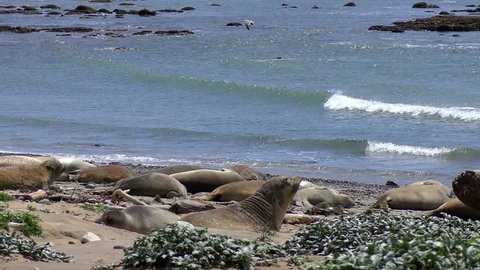 Northern Elephant Seals (Mirounga angustirostris)  in the Ano Nuevo State Park in Califonia, USA
