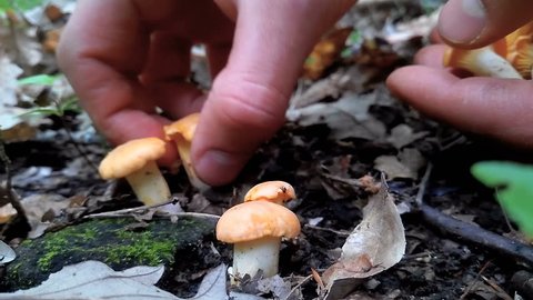 Man picks wild chanterelle mushrooms in the forest among fallen autumn leaves.
