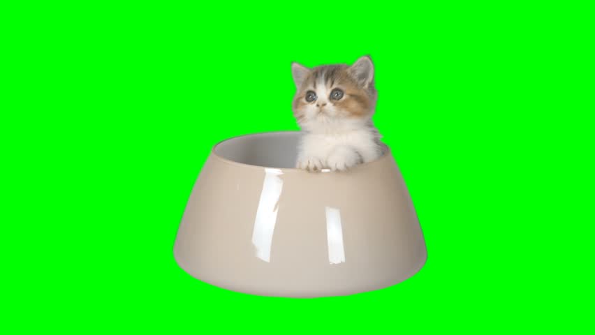 4K Little Kitten in a Glass Bowl Looking Around Cute Cat White and Yellow Colors Small Cutie Green Screen Chroma Key Background in Food Bowl Royalty-Free Stock Footage #27210865