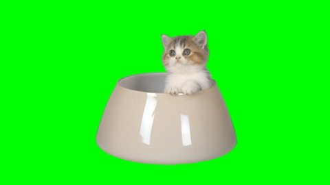 4K Little Kitten in a Glass Bowl Looking Around Cute Cat White and Yellow Colors Small Cutie Green Screen Chroma Key Background in Food Bowl