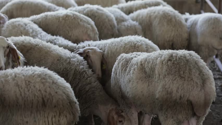 Sheep in slow motion 120fps Royalty-Free Stock Footage #27213199