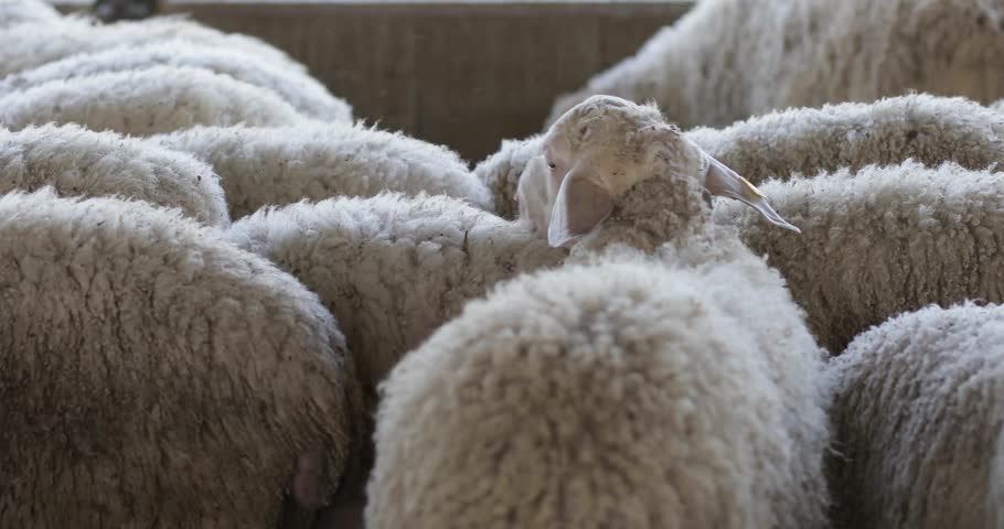 Sheep 4k Royalty-Free Stock Footage #27215560