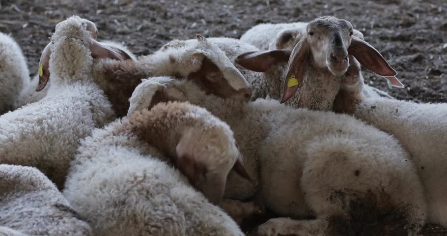 Sheep 4k Royalty-Free Stock Footage #27215566