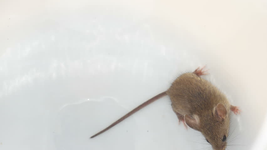 Видео где бегает мышка