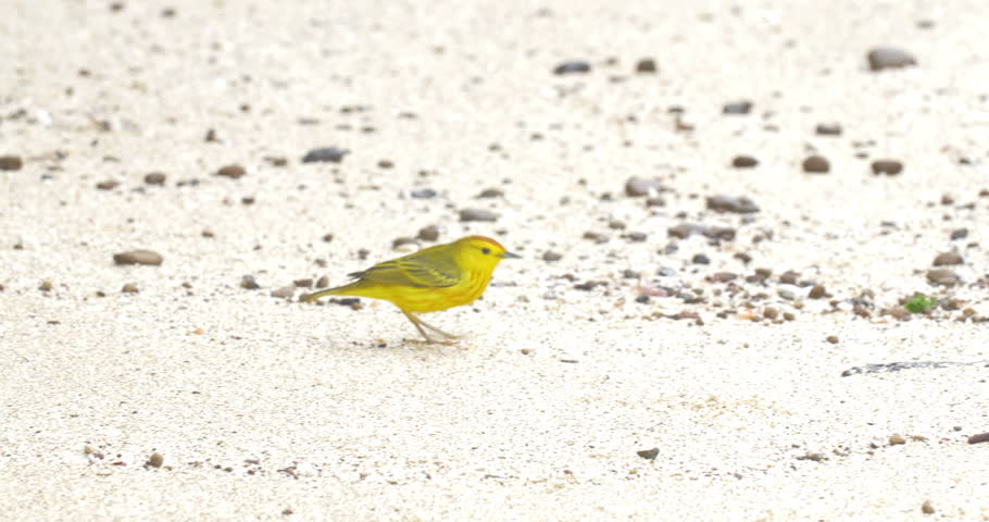 Yellow warbler on the beach