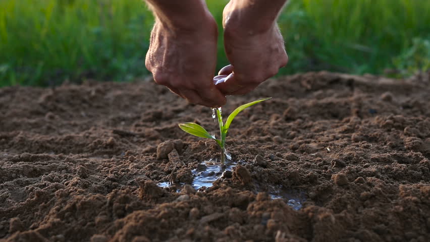 Male hands watering green sprout. Green grass at the background.