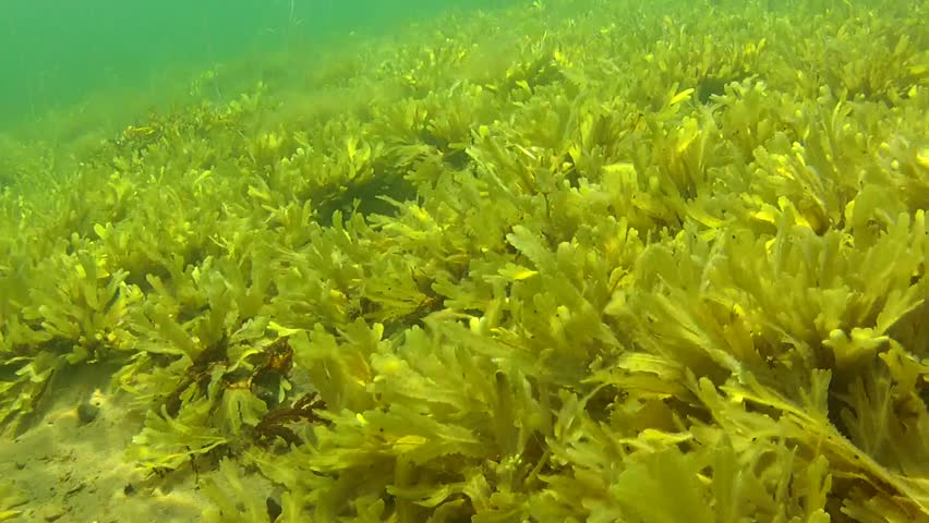 Underwater shot of colorful sea weed on the ocean floor
