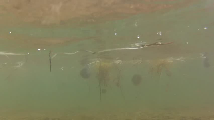 Underwater shot of jellyfish floating in the ocean