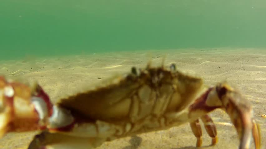 A crab on the ocean floor defending his territory