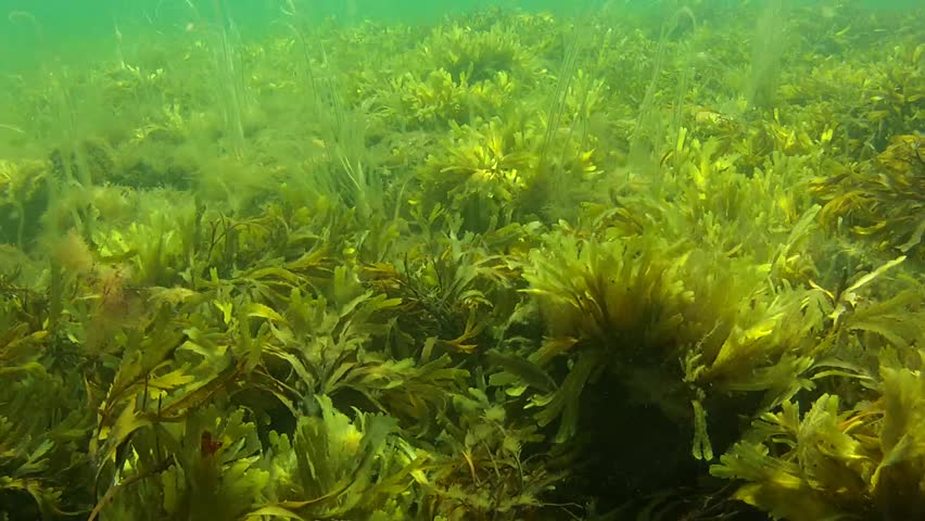 Underwater shot of colorful sea weed on the ocean floor