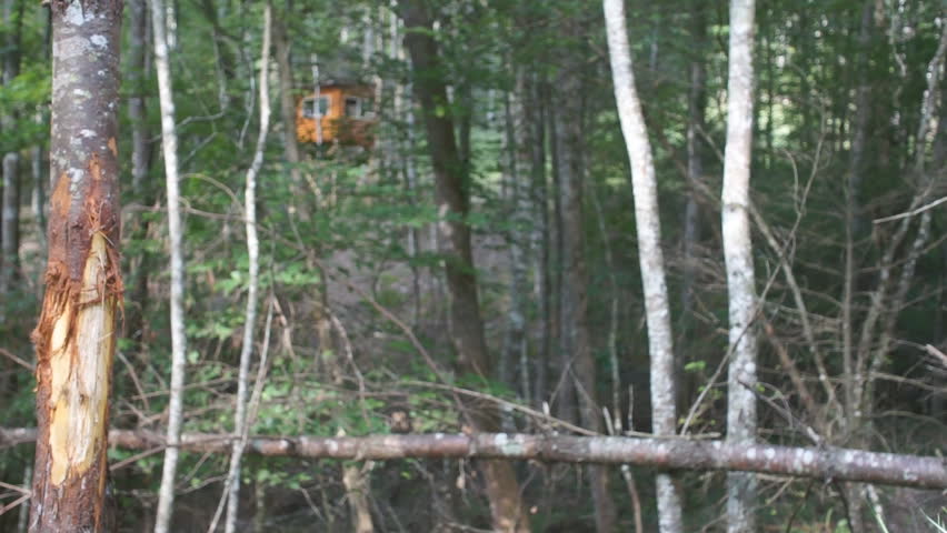 Whitetail Deer buck rubs tree to mark territory