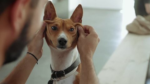 Owner plays with his pet, cute and intelligent purebred basenji dog, making him funny smiling fase with skin wrinkles. Dog moves his ears and looking at camera curiously
