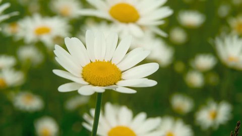 Top view of Chamomile flowers close up with soft focus swaying in the wind. Blooming camomile in the green field in spring meadow. Botany video with beautiful common daisies. 4k UHD