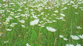 Walking through the field of Chamomile flowers swaying in the wind. Soft focus. Camera flight just above flowers. Blooming camomile in the green spring meadow. Common daisies botany video. 4k UHD