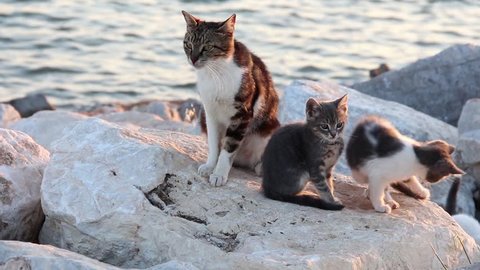 1920x1080 25 Fps. Very Nice Homeless Cat Family On The Beach Video.