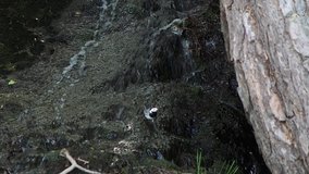 White Wagtail running up and down a beautiful mountain stream 