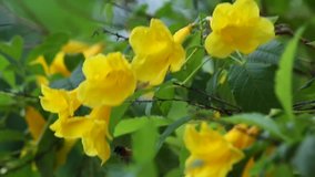 Yellow Trumpet Bush Flower, soft five petals flower, Asian flower, Pakse, Champasak, Laos, 27 May 2017, 1080p HD video, Footage Clip