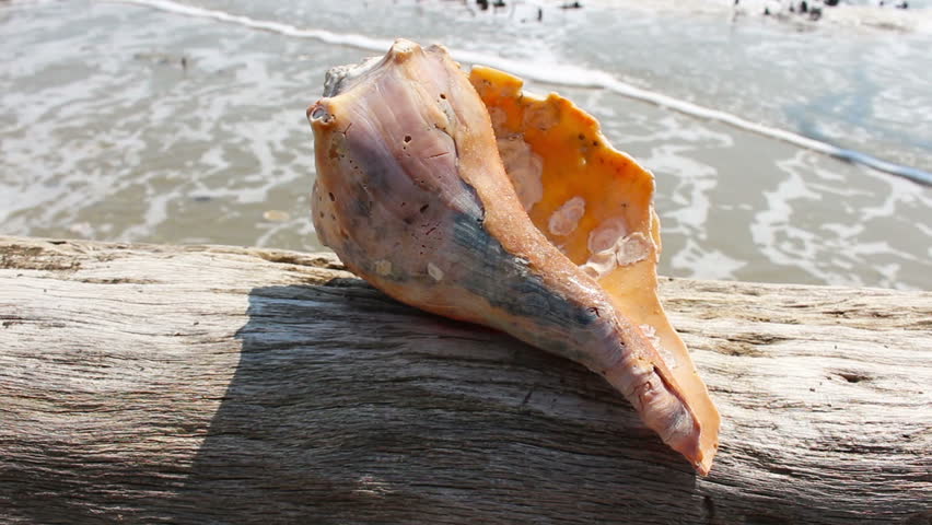 The underside of a beautiful conch shell sitting on a piece of driftwood by the ocean.