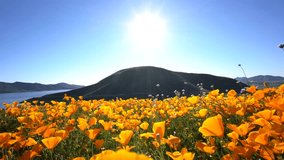 4K Video of lots of wild flower blossom at Diamond Valley Lake, California