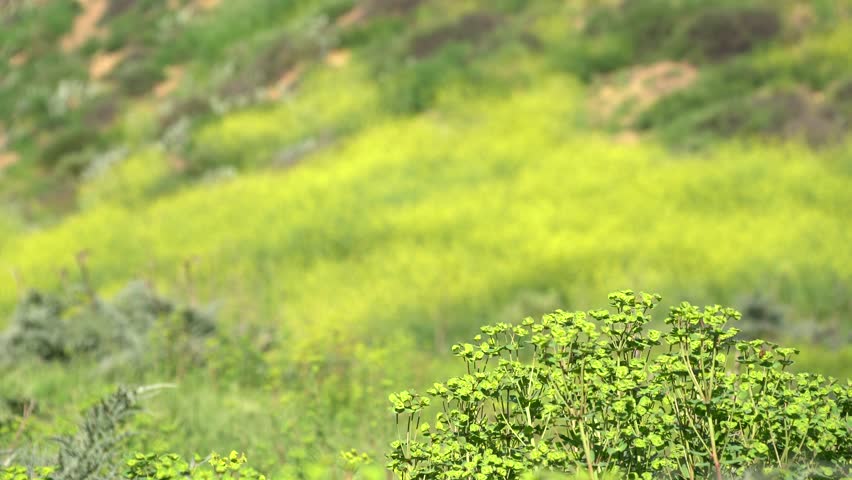 4K Video of beautiful yellow wild flower blossom at Schabarum Regional Park, Rowland Heights, Los Angeles County, California