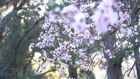 4K Video of Beautiful cherry blossom at Japanese Garden of Descanso Garden, Los Angeles, California