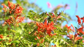 4K video of Magnificent hummingbird and red flower, photo taken at Los Angeles