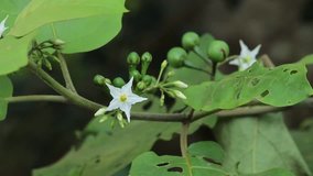 Small White Eggplant Flower (Five Petals Star Flowers with Yellow Pollen, Asian flowers) Paksong, Champasak, Laos, 27 May 2017, 1080p HD video, Footage clip