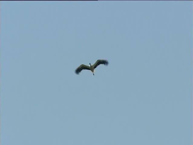 Stork flying