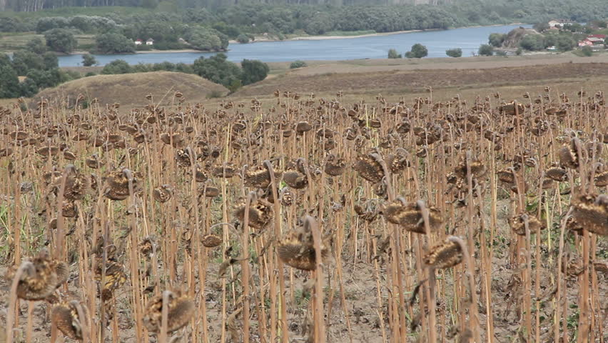 Sunflower field affected by drought ...