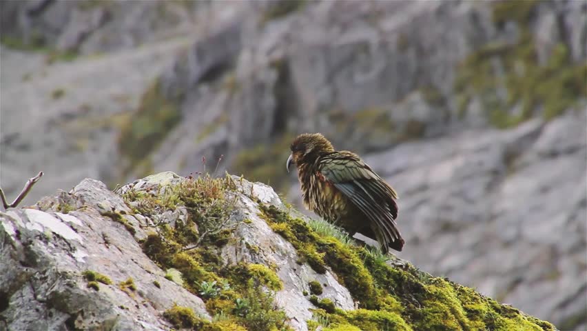 New Zealand mountain parrot Kea cleans his feathers sitting on a mossy rock on Arthurs Pass close to Christchurch
