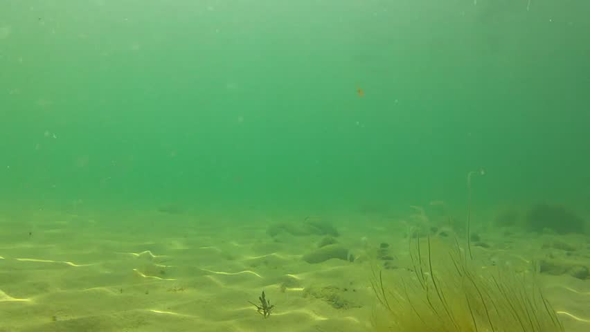 Underwater shot of tropical ocean floor