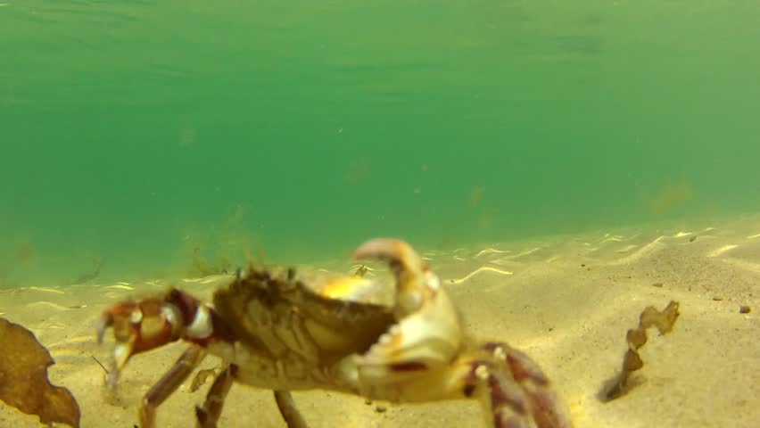 Underwater shot of crab walking on the ocean floor