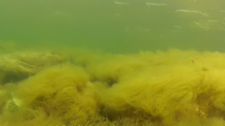 Underwater shot of tropical ocean floor