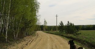 cute adult dog playing with stick on the country road, siberian husky outdoor