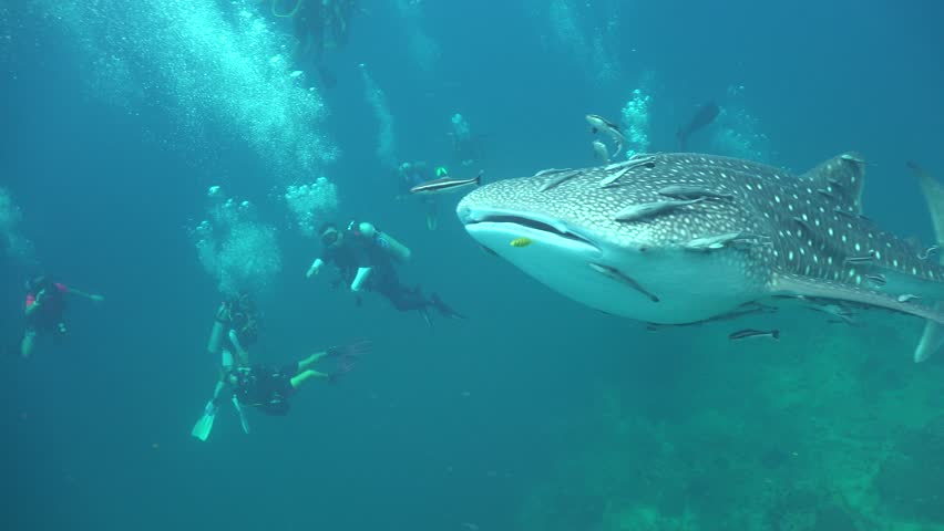 underwater view humpback whale swimming very Stock Footage Video (100% ...