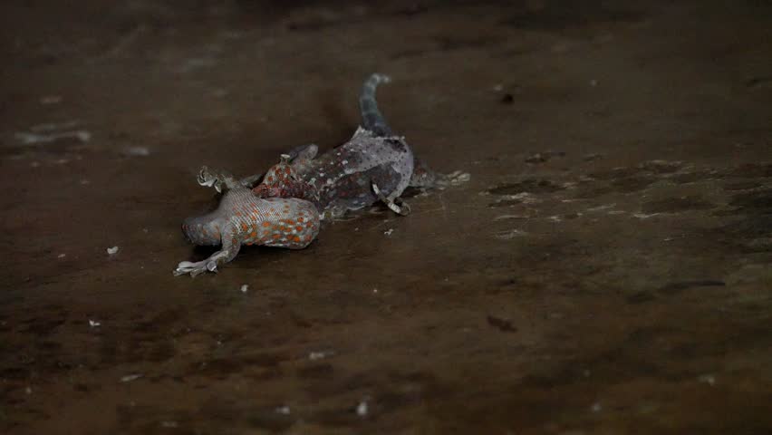 Gecko bite gekko.