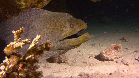 Night diving in the Red sea near Egypt. Night huntress a giant Moray eel.