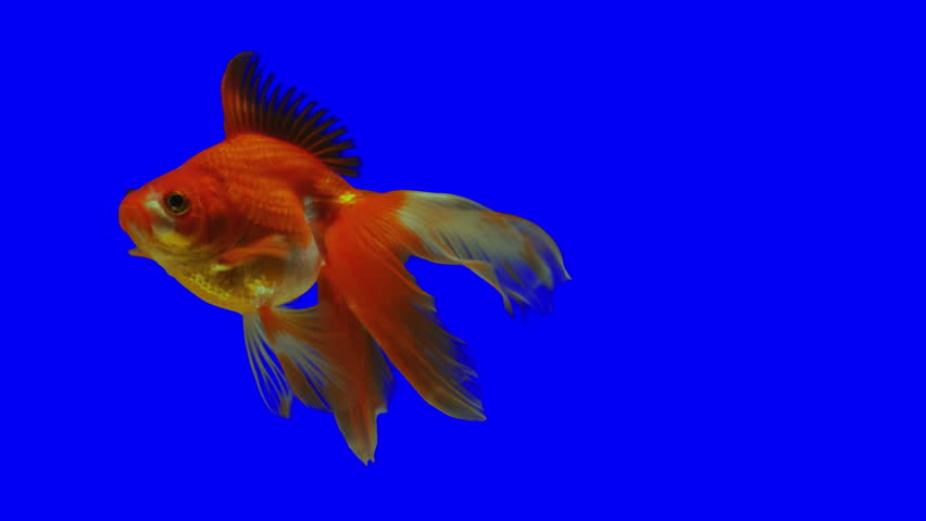 Image result for Goldfish tank professional tools